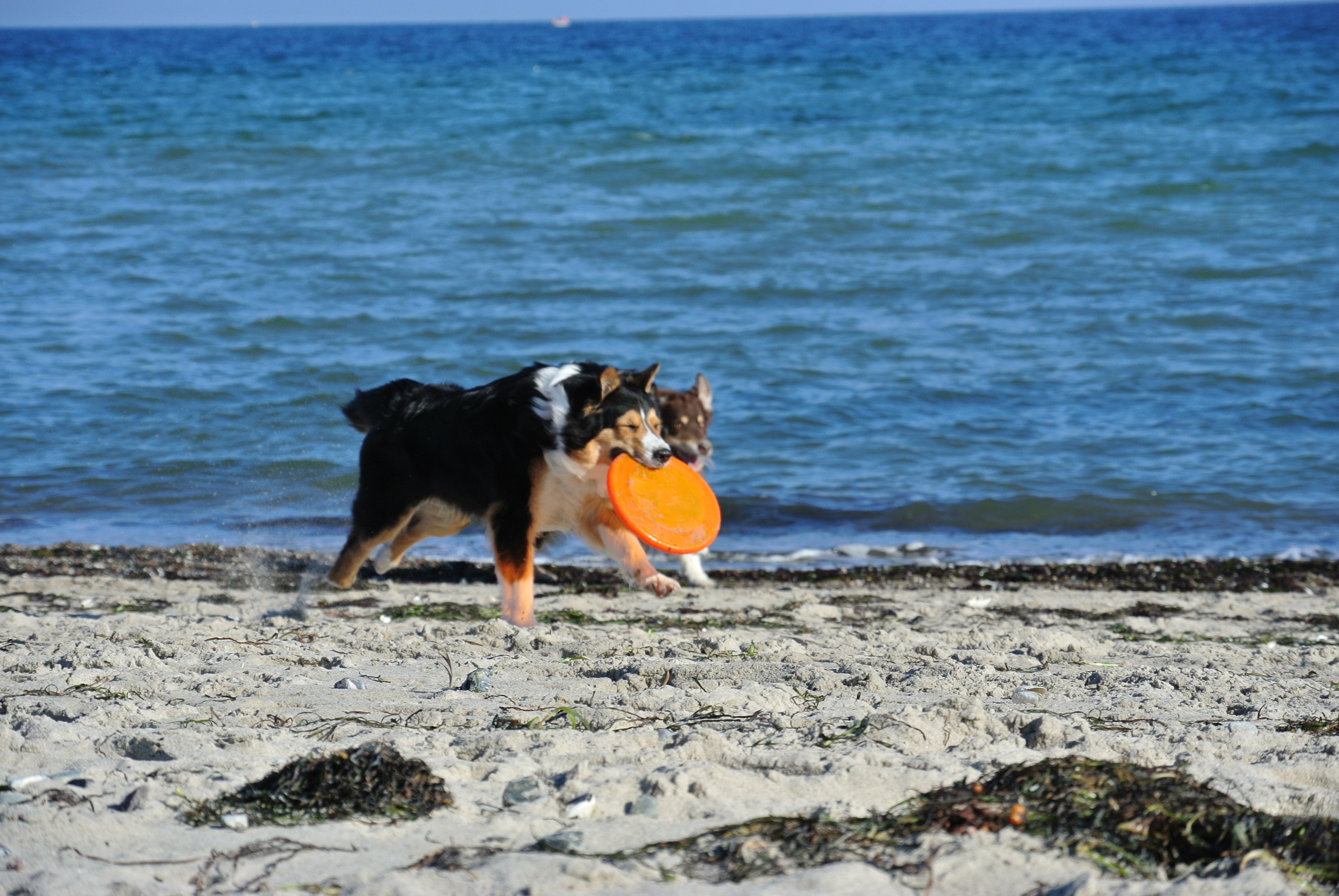 Marni spielt Frisbee am Strand