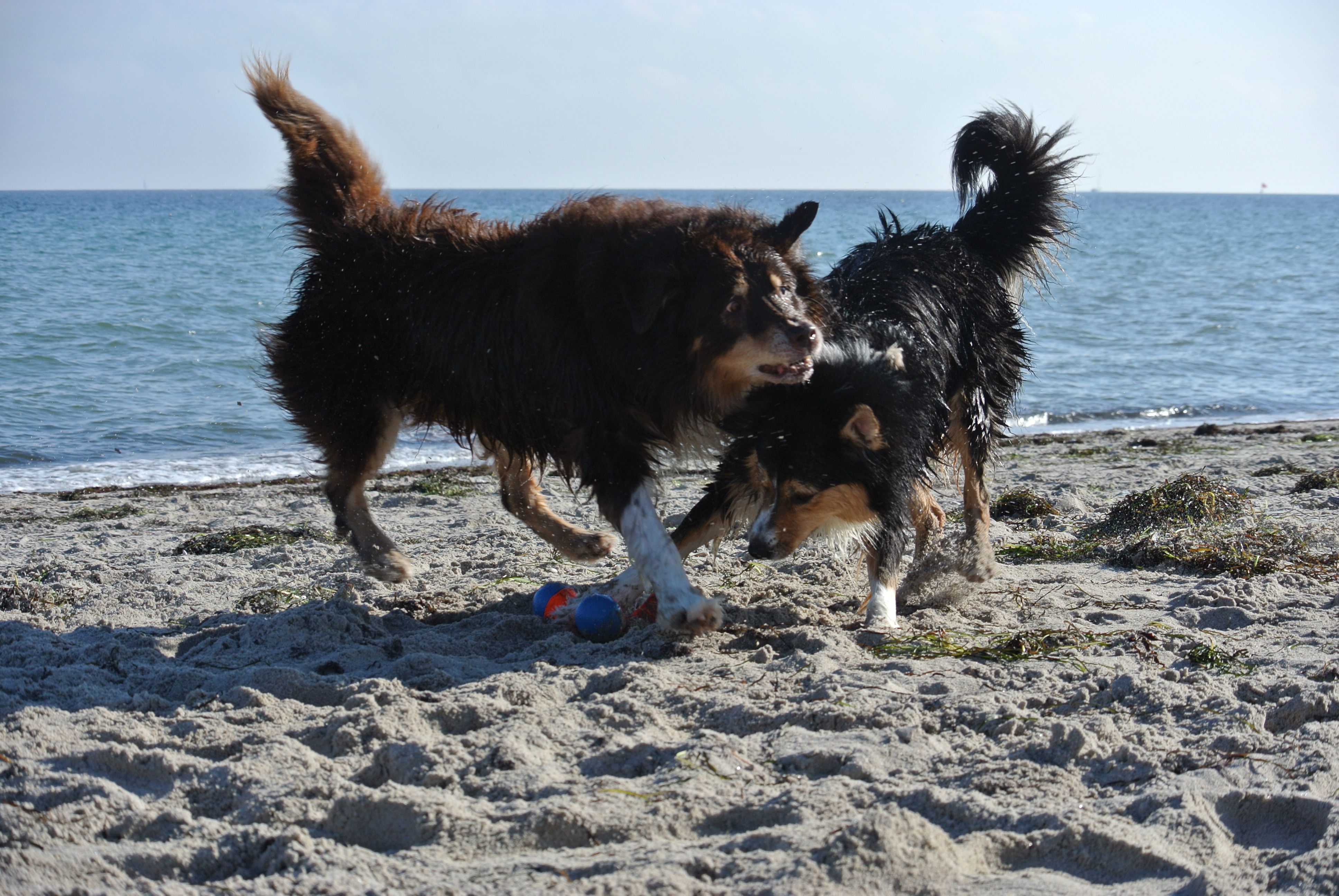 Maddox und Marni beim spielen am Strand
