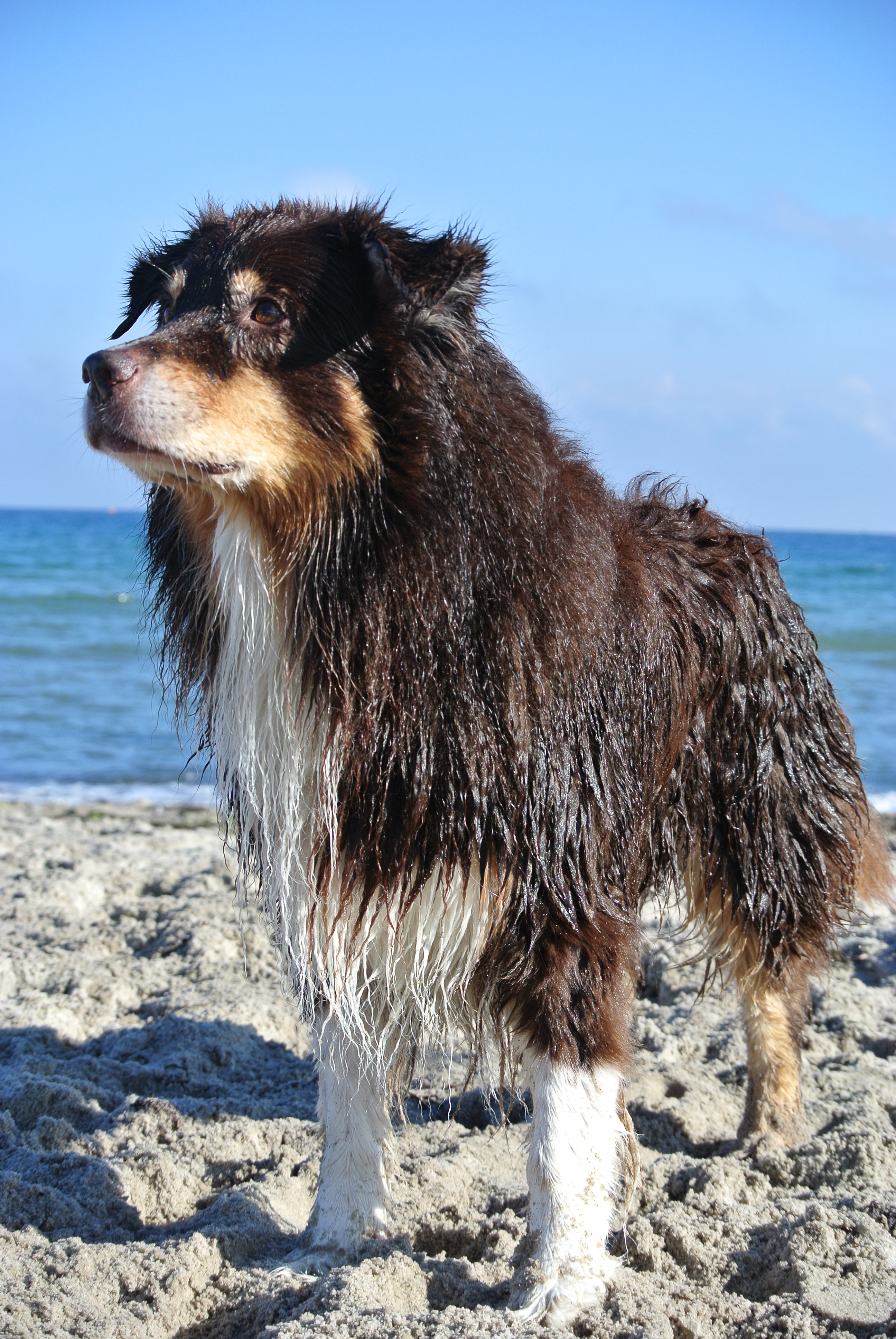 Maddox am Strand nach dem baden